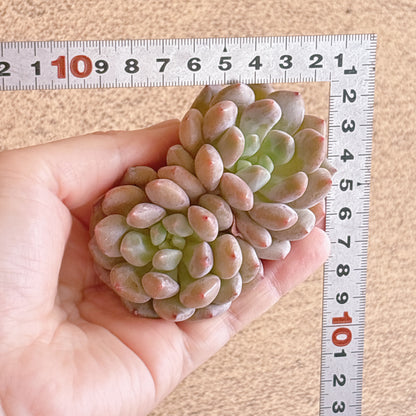 バンシャ双頭　A品　カット苗
