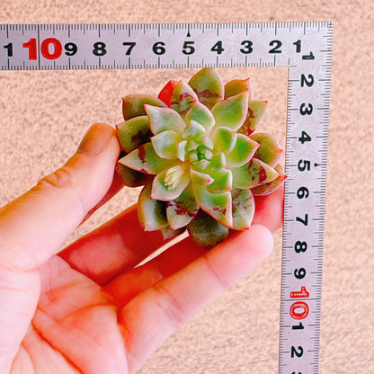 ブラッドスワロー　A品　カット苗