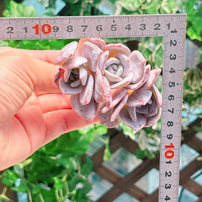 レッドティー　A品　カット苗