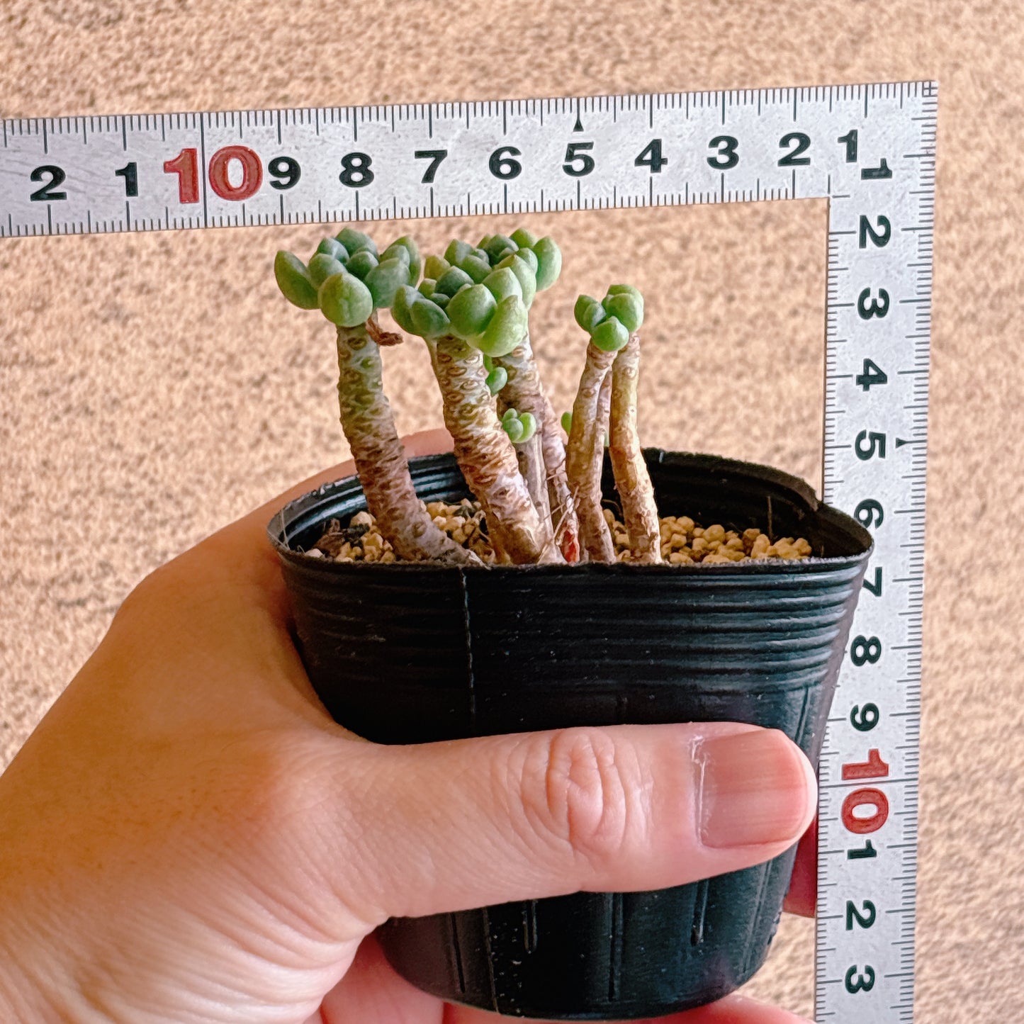 キャビア　A品　根付き苗