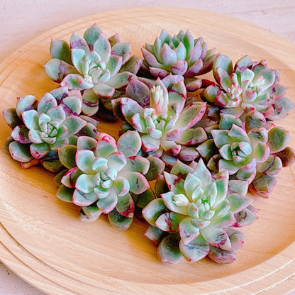 ブラッドスワロー　A品　カット苗