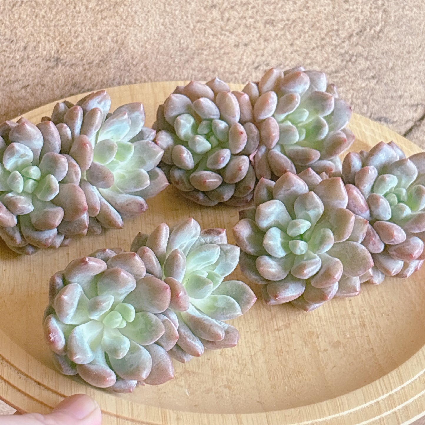 バンシャ双頭　A品　カット苗