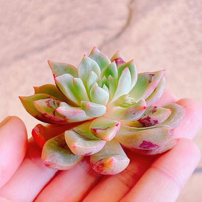 ブラッドスワロー　A品　カット苗