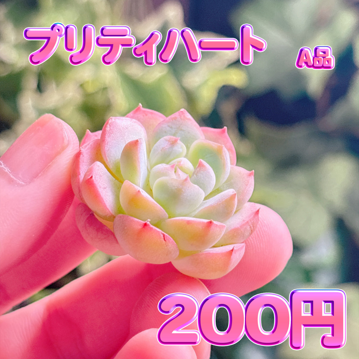 プリティハート　A品　カット苗