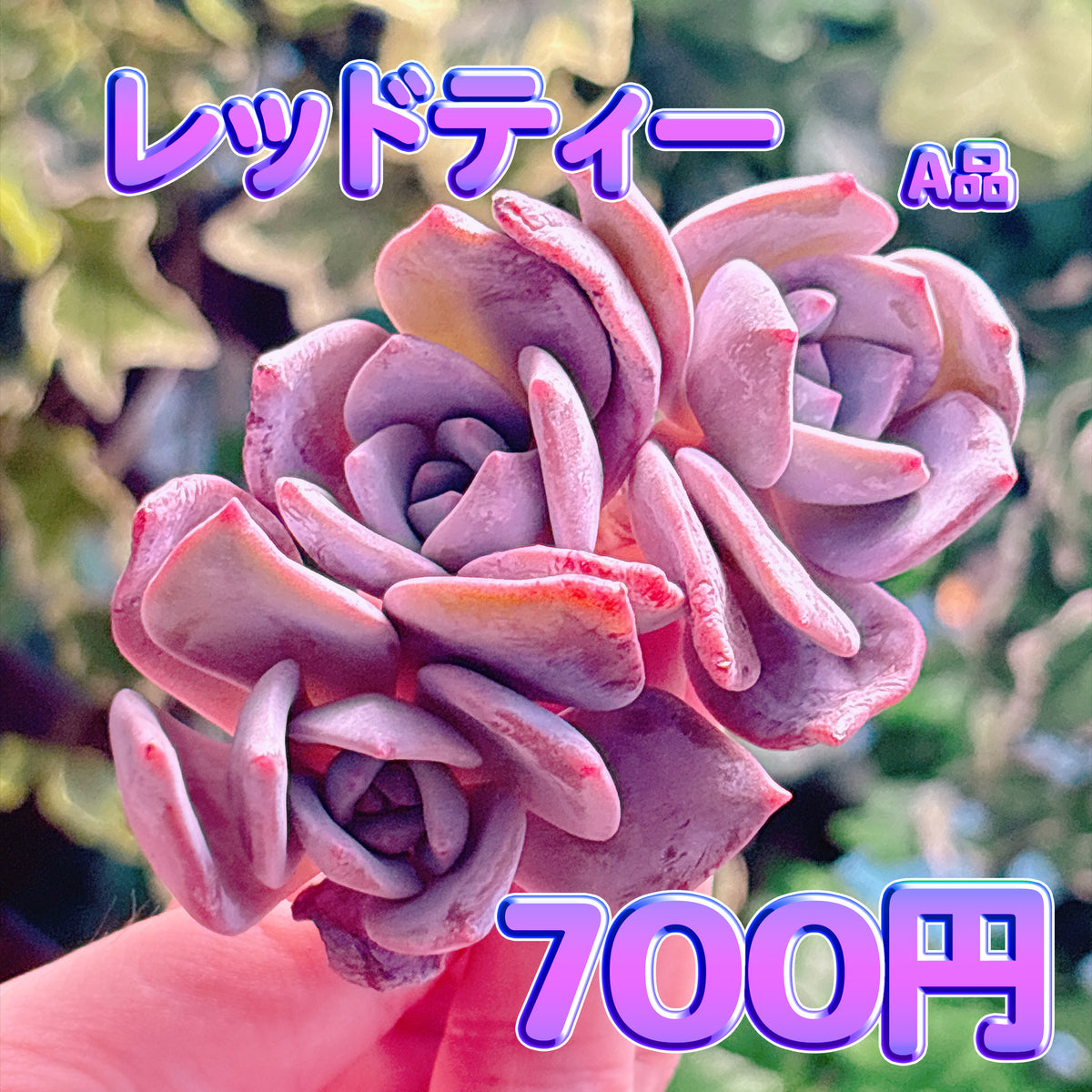 レッドティー　A品　カット苗