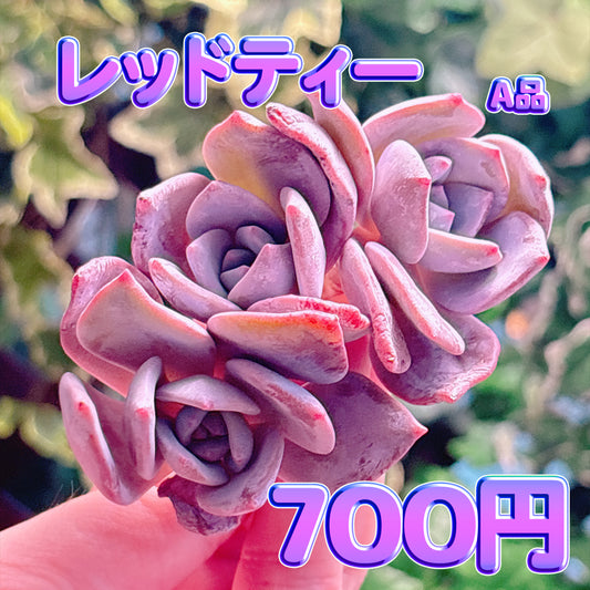 レッドティー　A品　カット苗