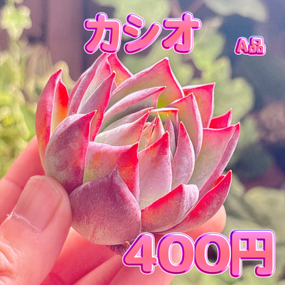 カシオ　A品　カット苗