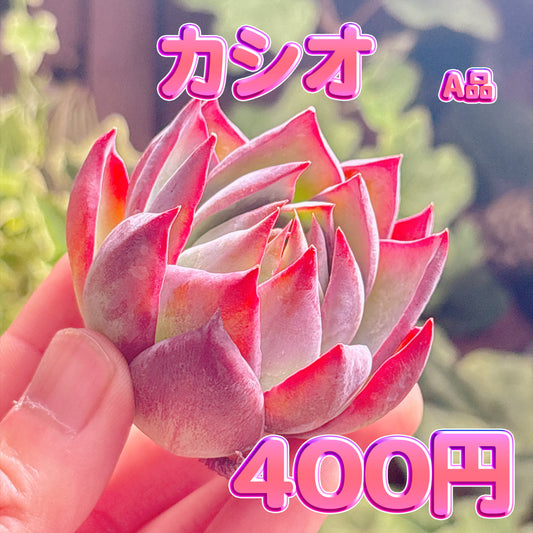 カシオ　A品　カット苗