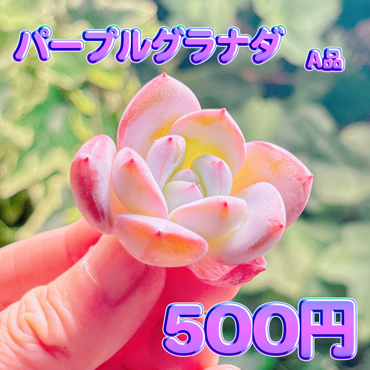 パープルグラナダ　A品　カット苗
