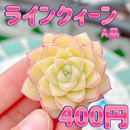 ラインクィーン　A品