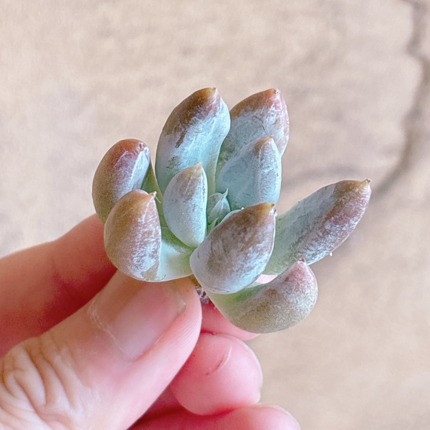 多肉植物