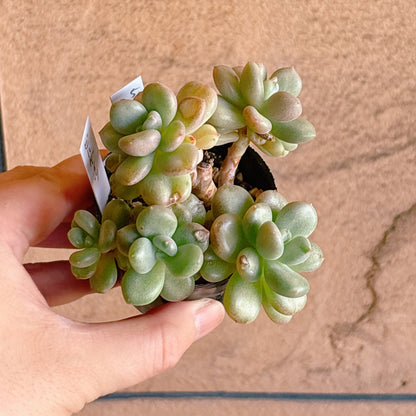 多肉植物