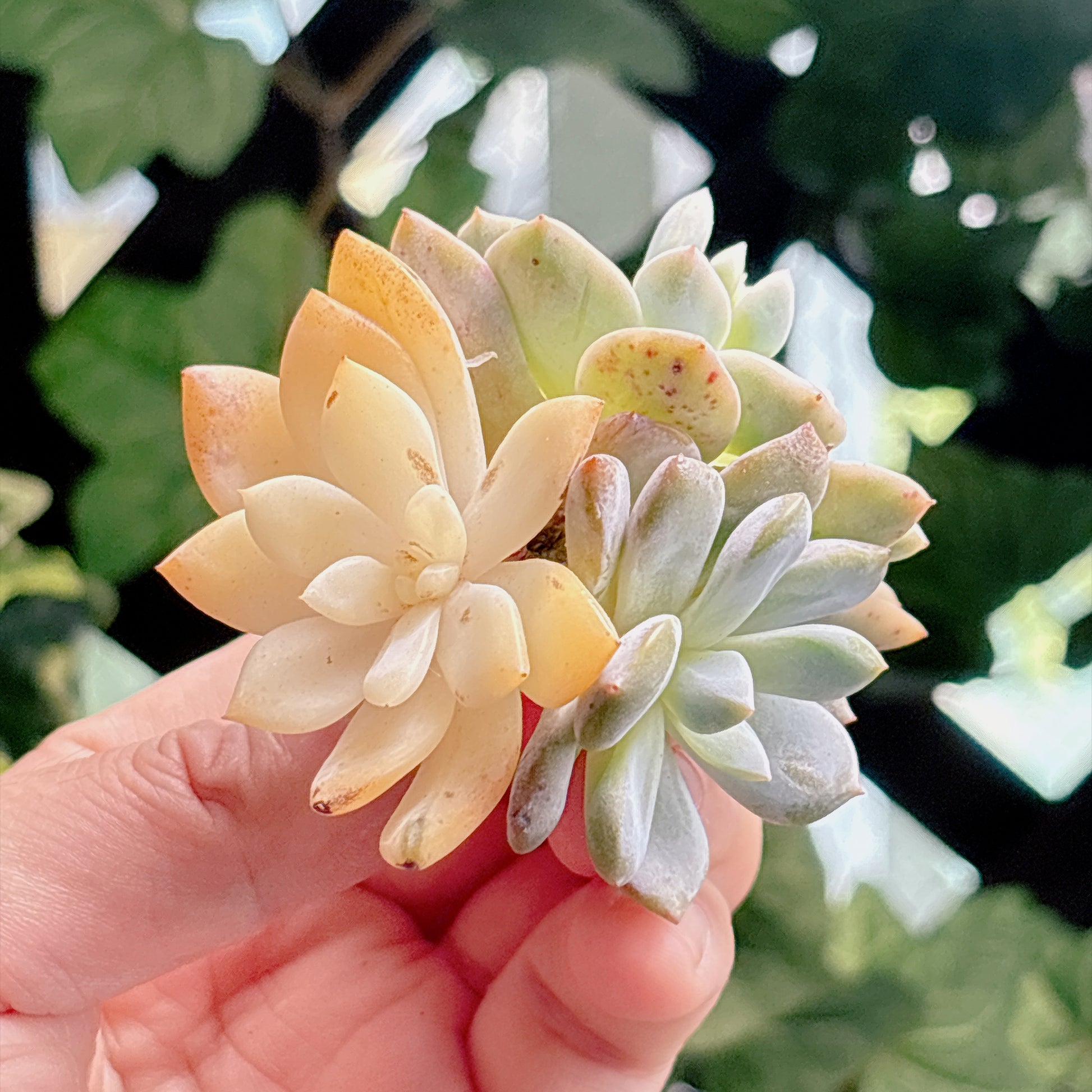 多肉植物