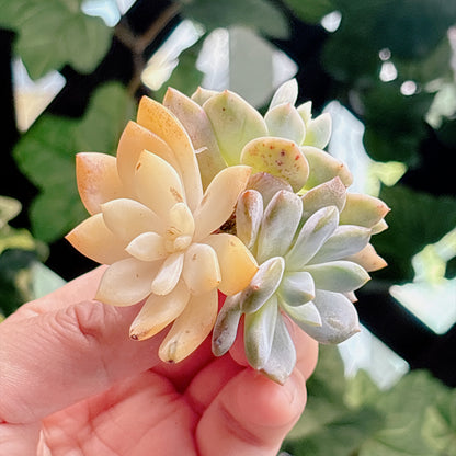 多肉植物