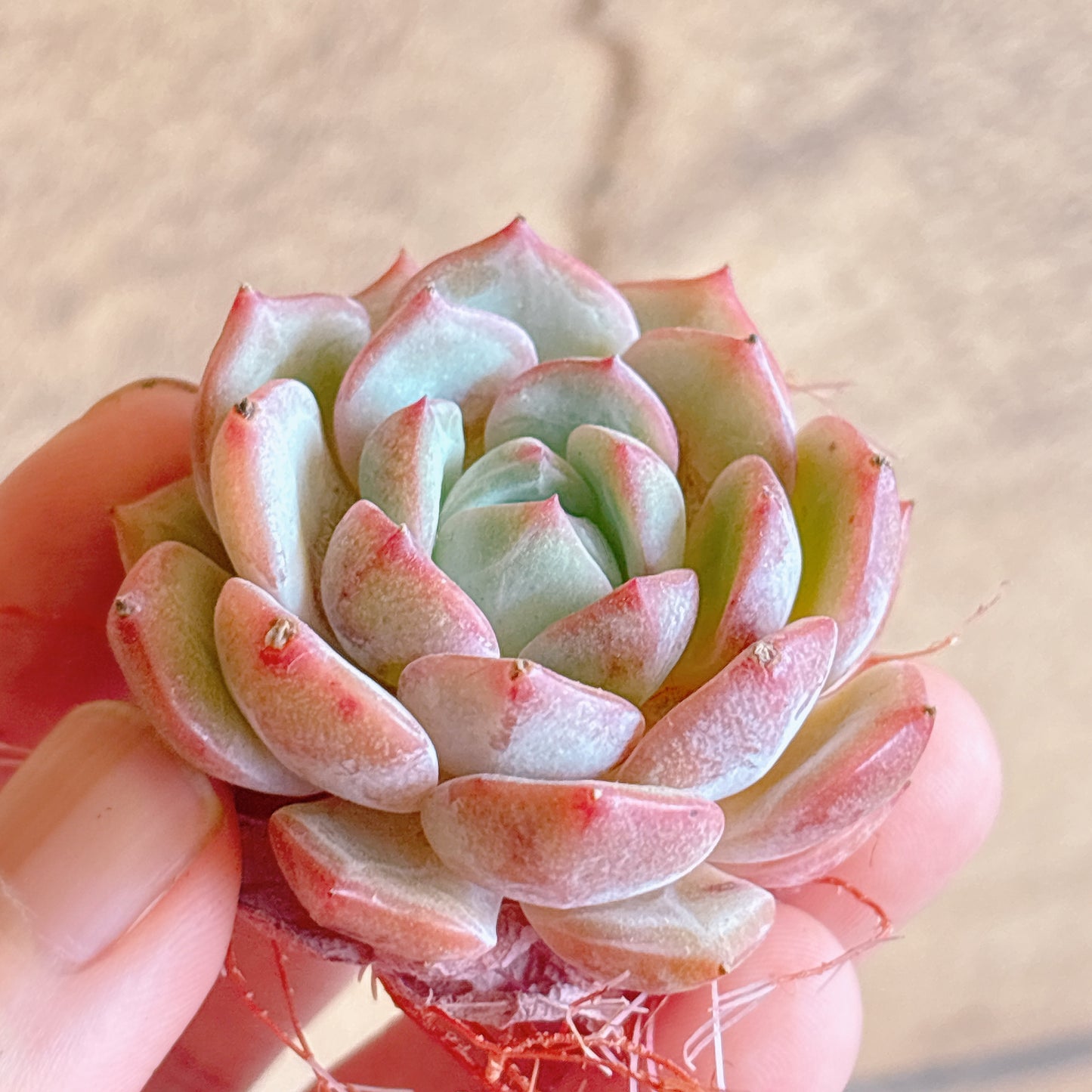 多肉植物