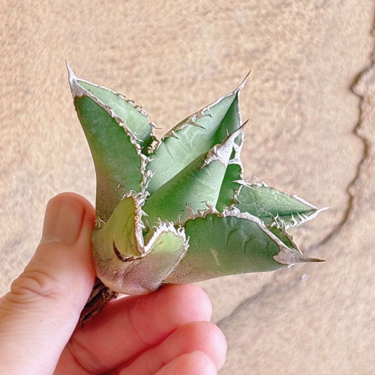 多肉植物