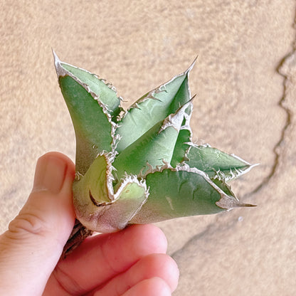 多肉植物