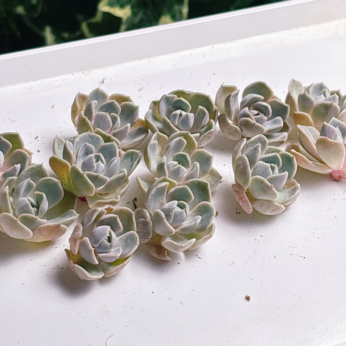 多肉植物