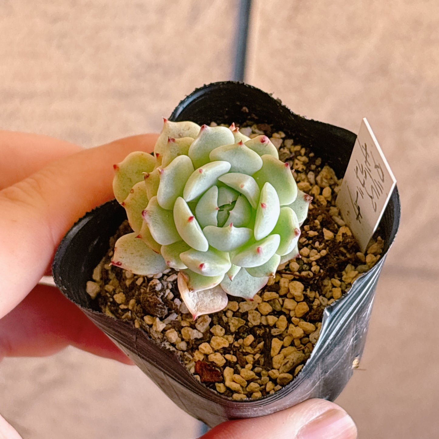 多肉植物