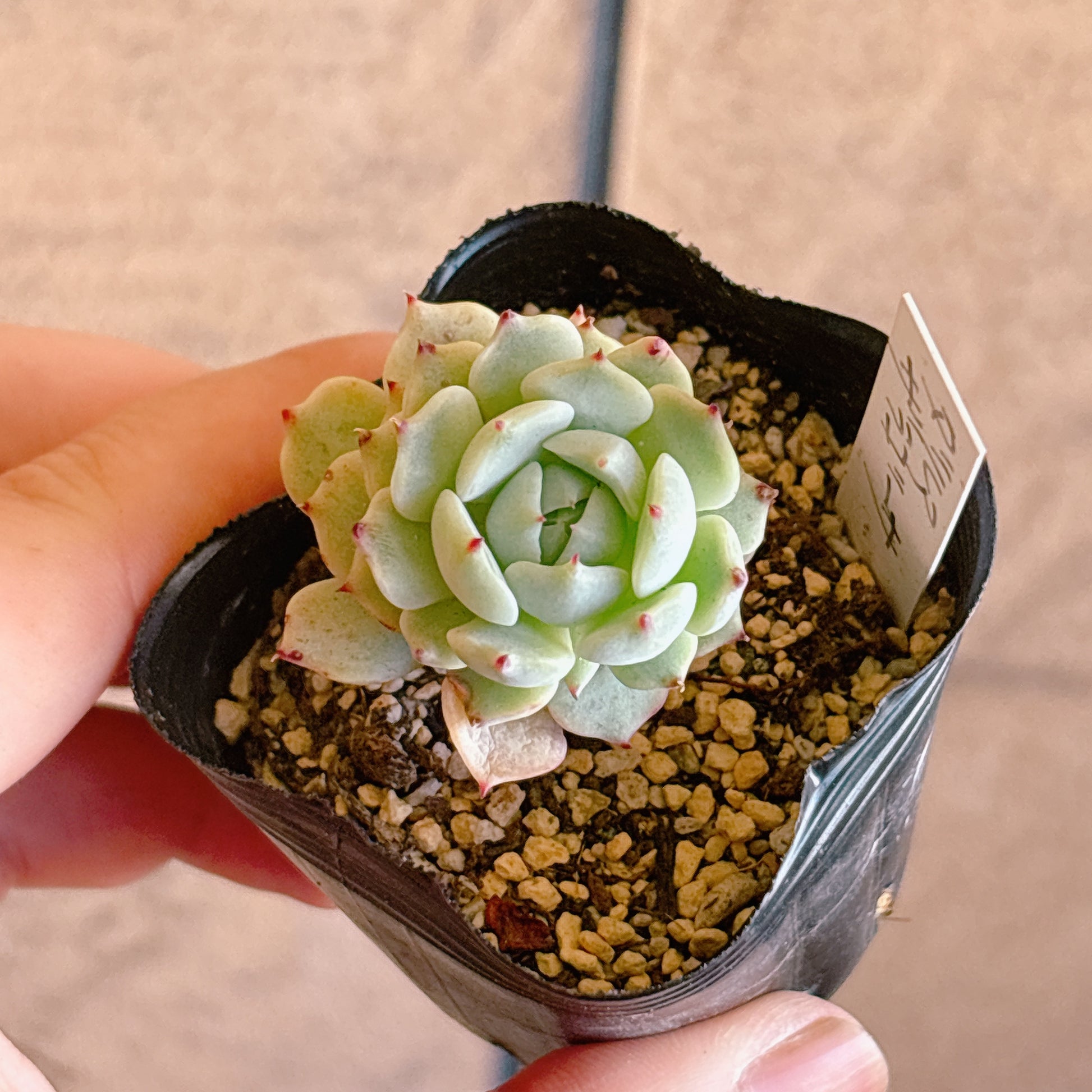 多肉植物