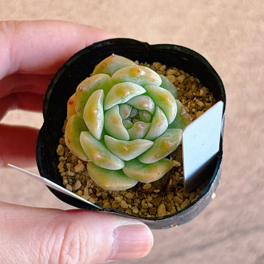 多肉植物