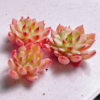 多肉植物