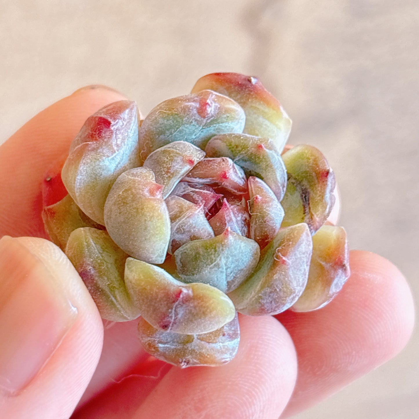 多肉植物