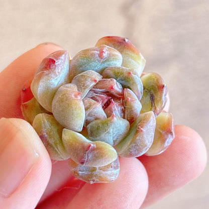 多肉植物