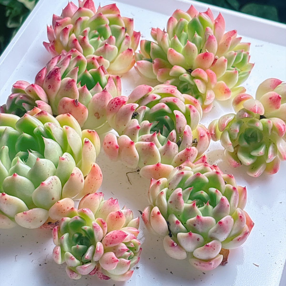 多肉植物