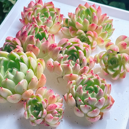 多肉植物