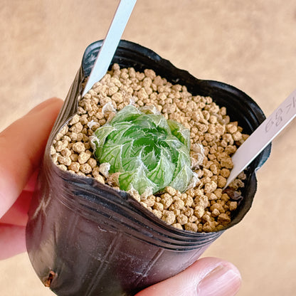 多肉植物