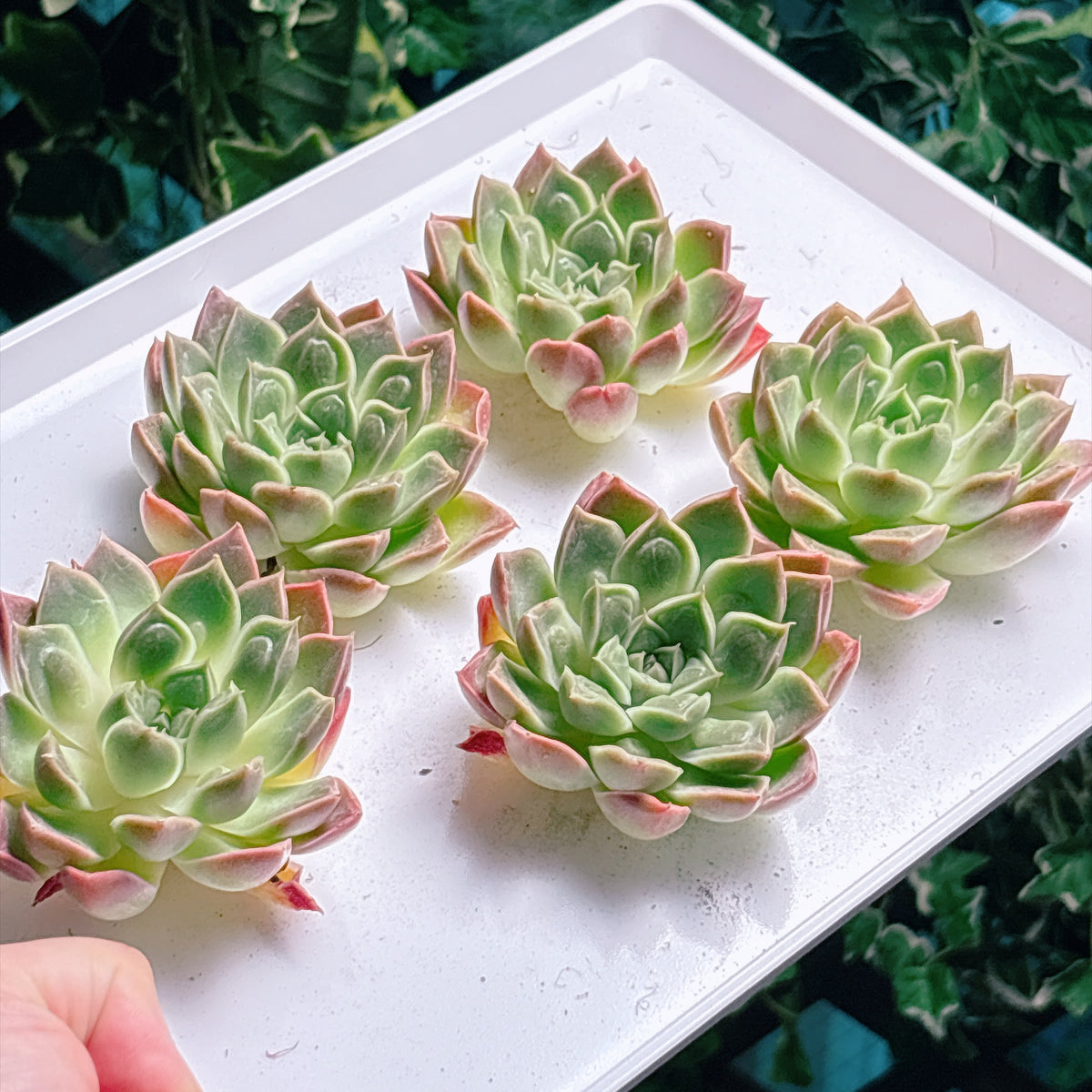 多肉植物
