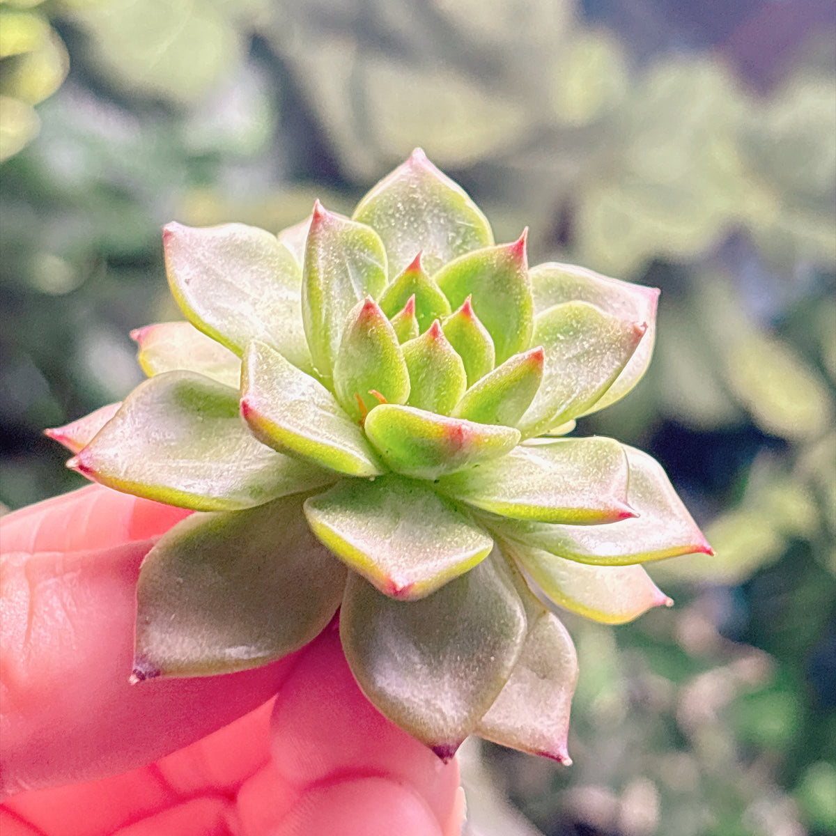 多肉植物