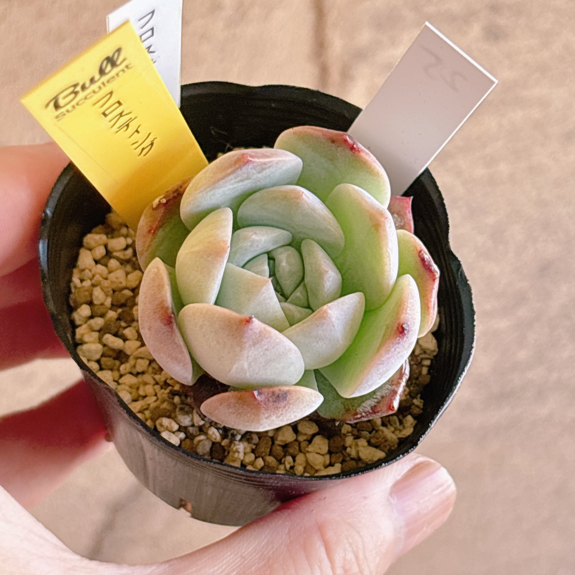 多肉植物
