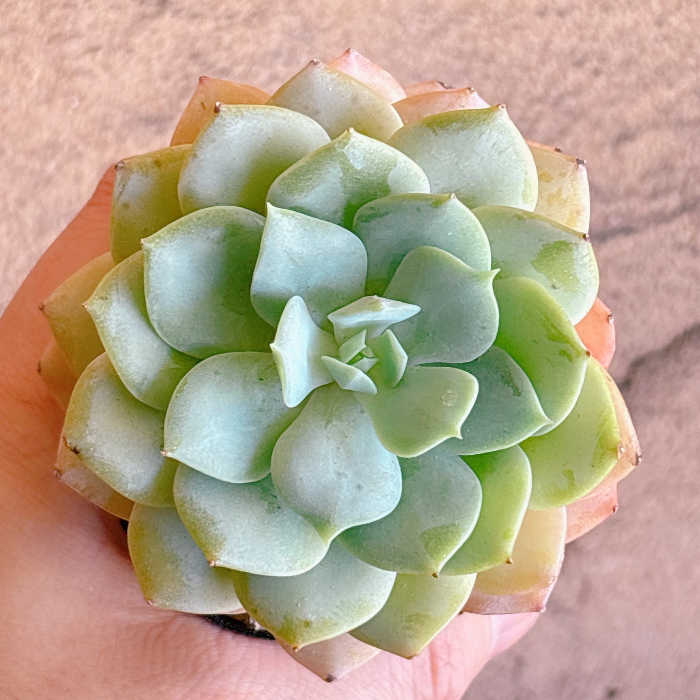 多肉植物