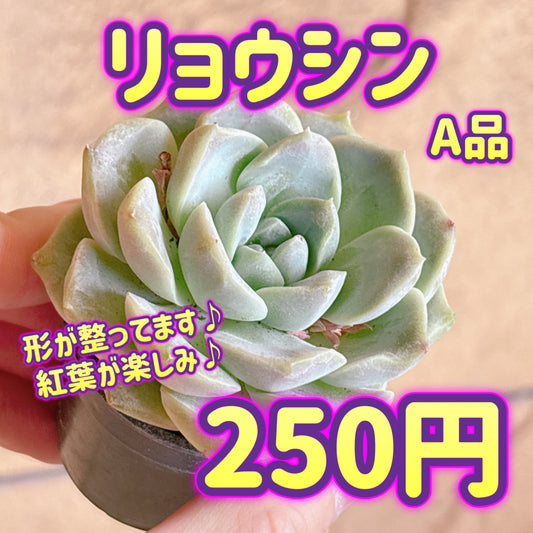リョウシン　A品　カット苗