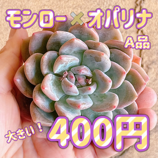 モンロー×オパリナ　A品　カット苗