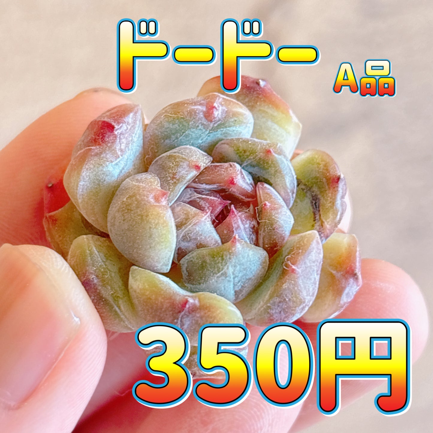 ドードー　A品　カット苗