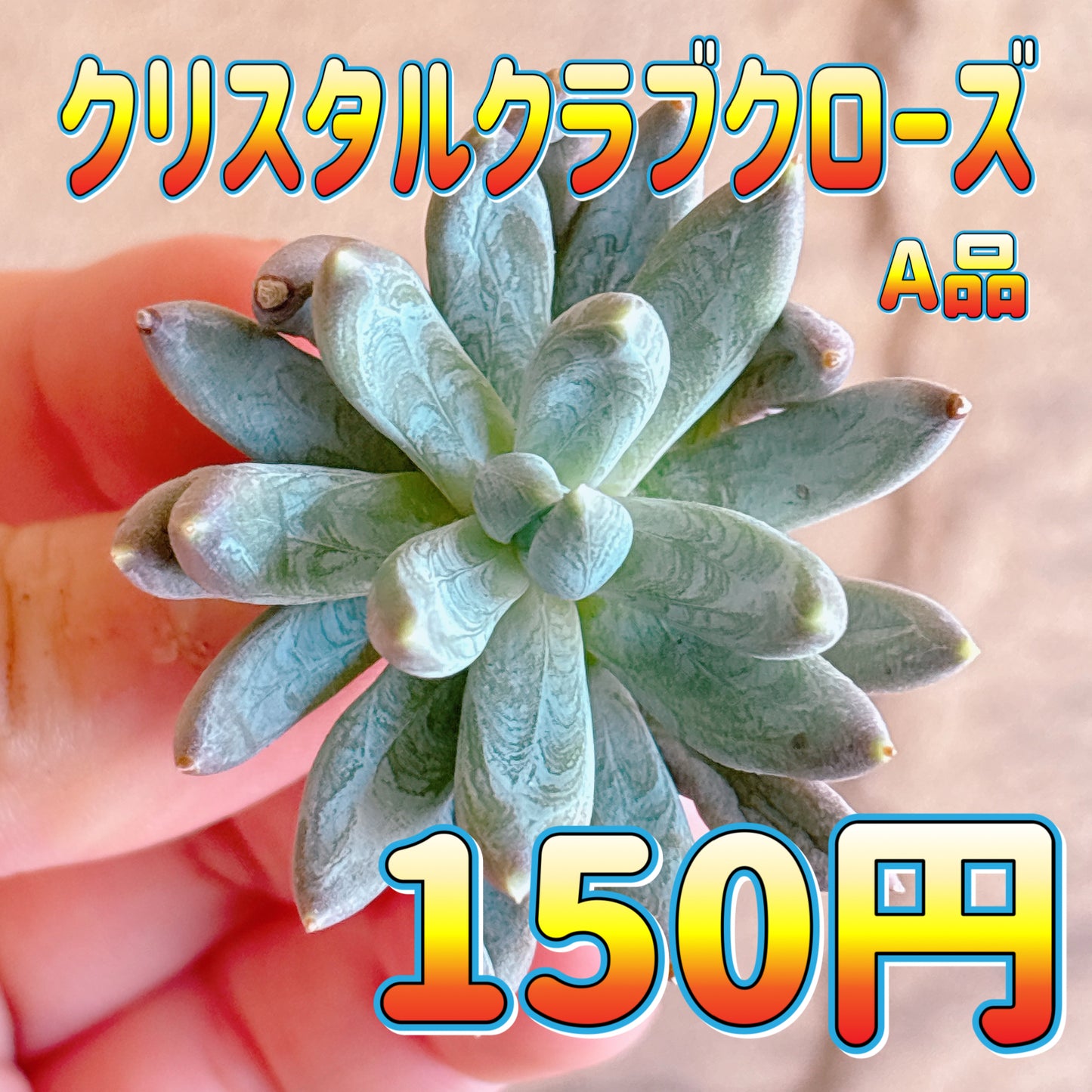 クリスタルクラブクローズ　A品　カット苗