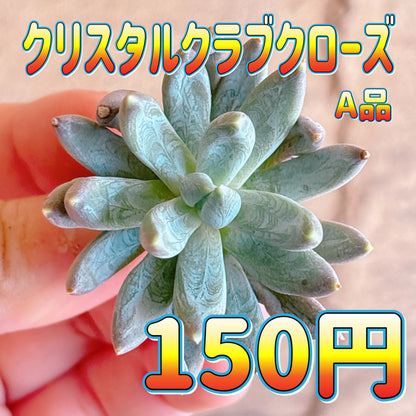 クリスタルクラブクローズ　A品　カット苗