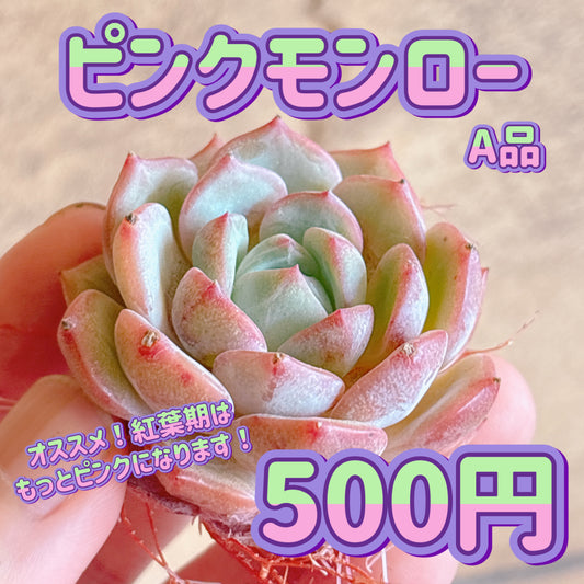ピンクモンロー　A品　カット苗