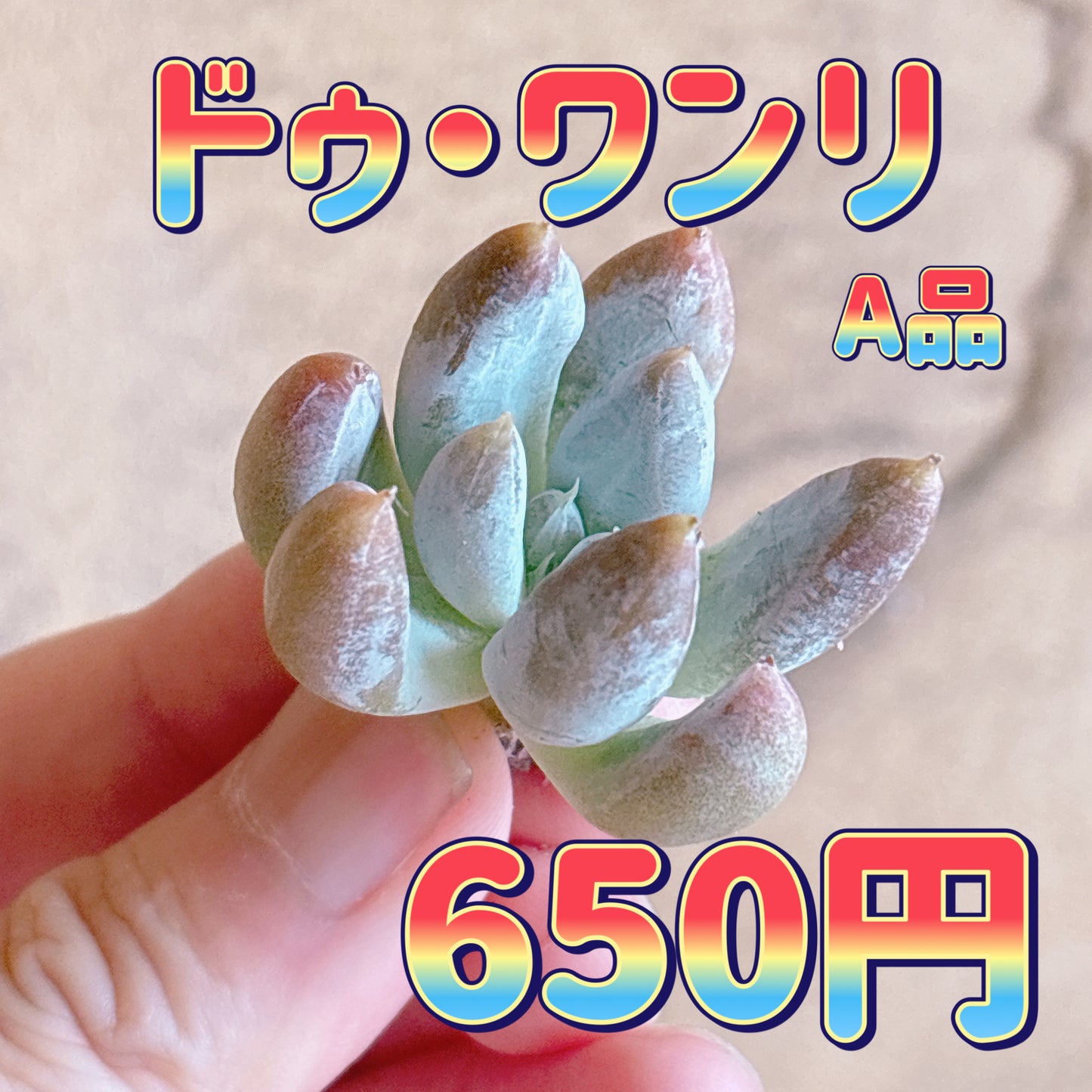 ドゥ・ワンリ　A品　カット苗