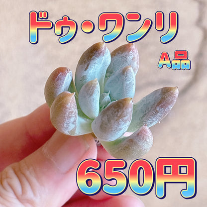 ドゥ・ワンリ　A品　カット苗