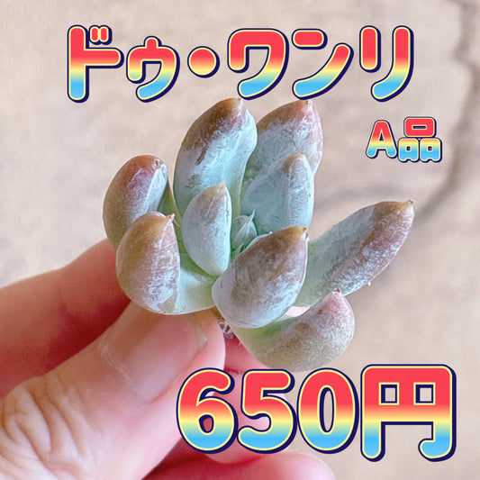 ドゥ・ワンリ　A品　カット苗