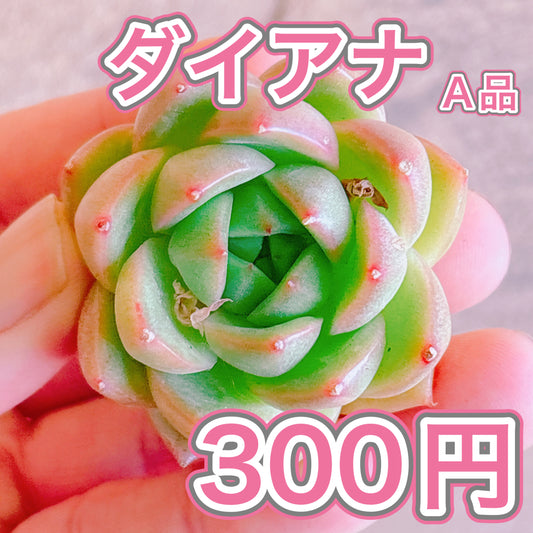 ダイアナ　A品　カット苗