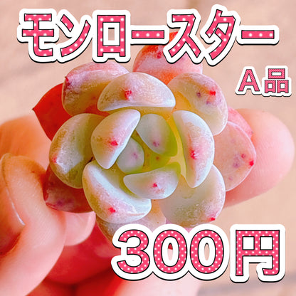 モンロースター　A品　カット苗