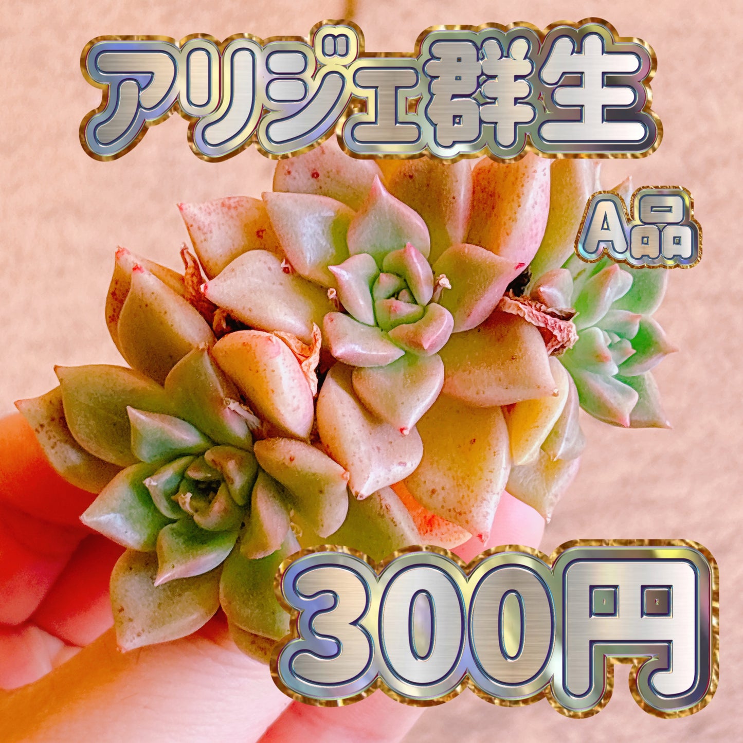 アリジェ群生　A品　カット苗