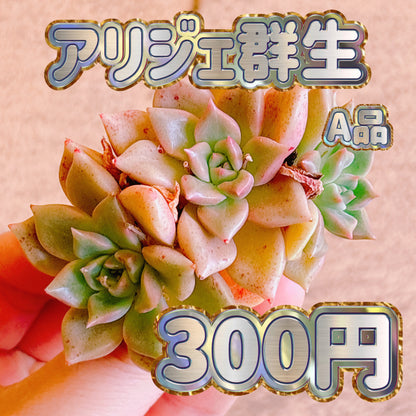 アリジェ群生　A品　カット苗