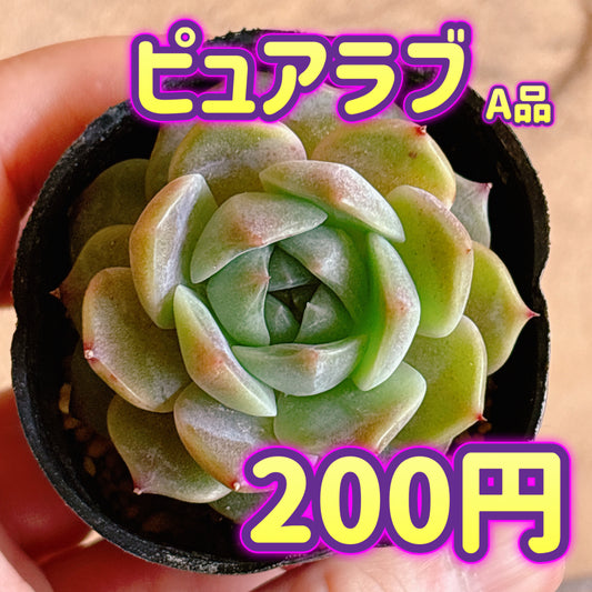 ピュアラブ　A品　根付き苗