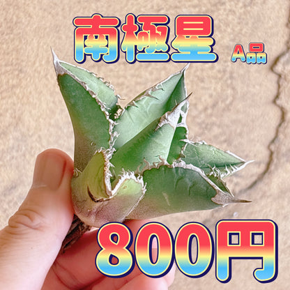 南極星　A品　カット苗